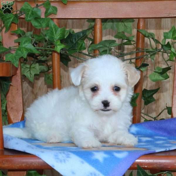 Pickle, Maltipoo Puppy